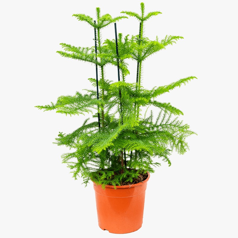 Араукария Разнолистная (Araucaria Heterophylla) D14см