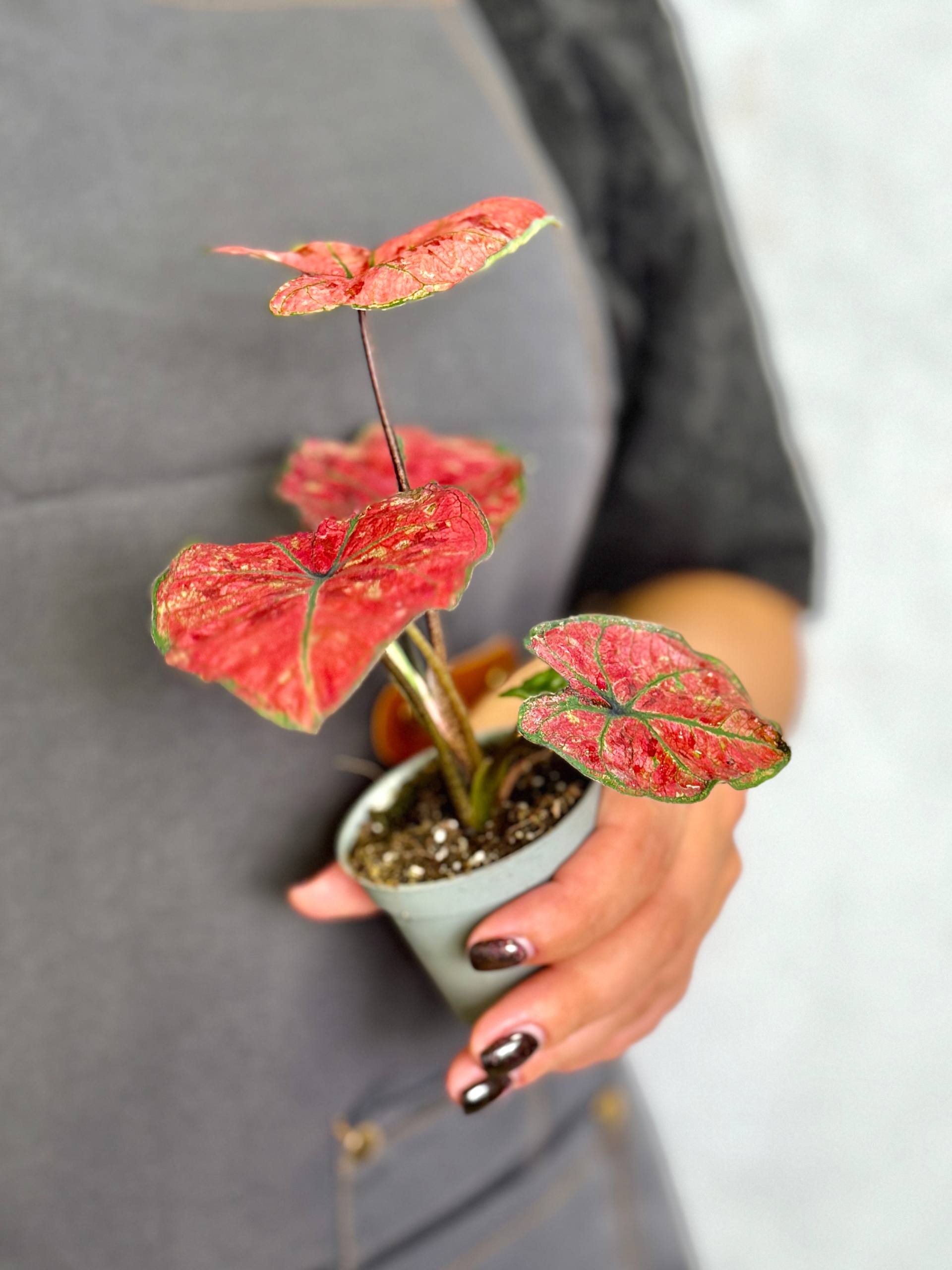 Каладиум Хейди (Caladium Heidi) D6см