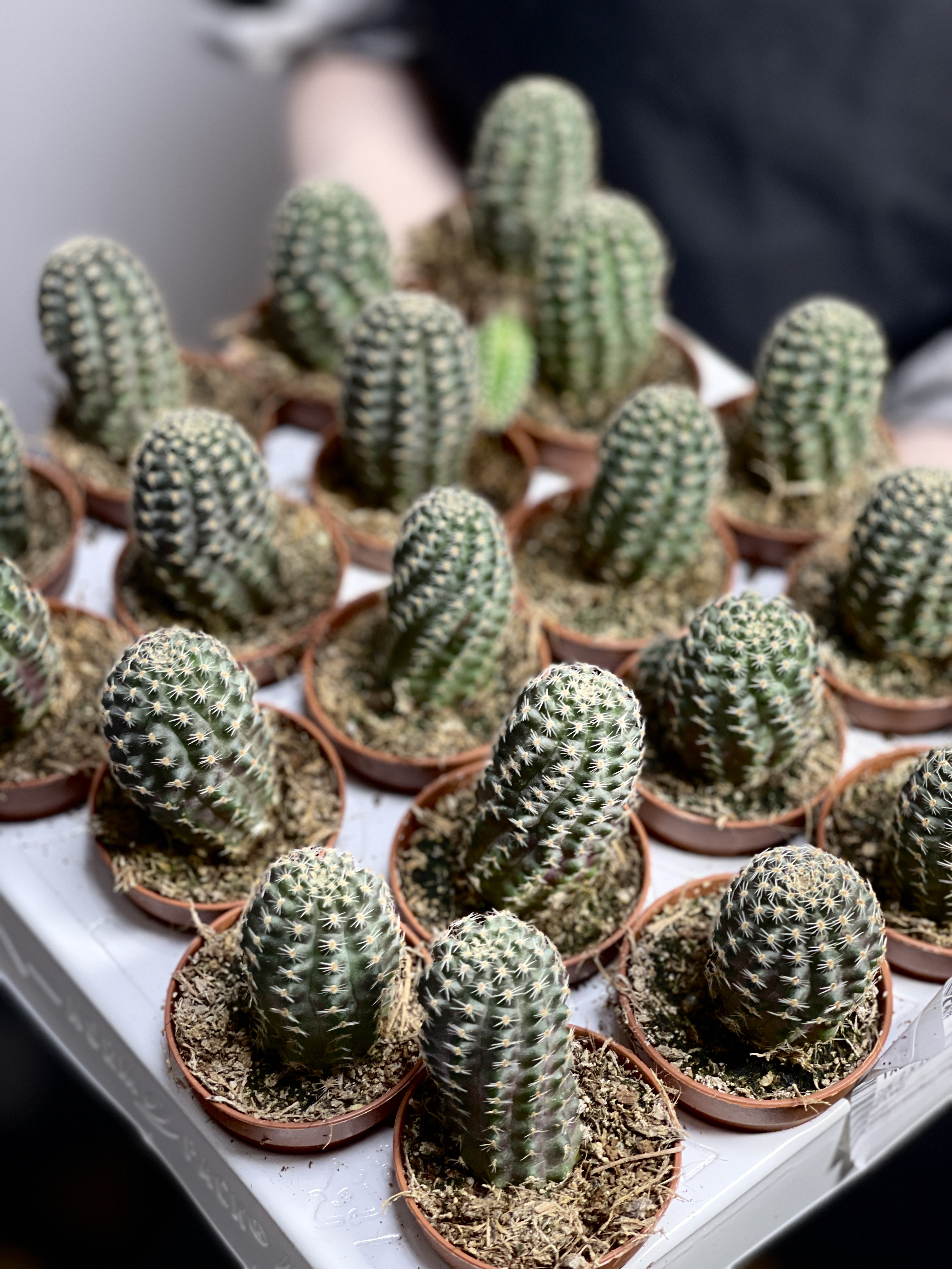 Ребуция Пигмея (Rebutia Pygmaea) D5см