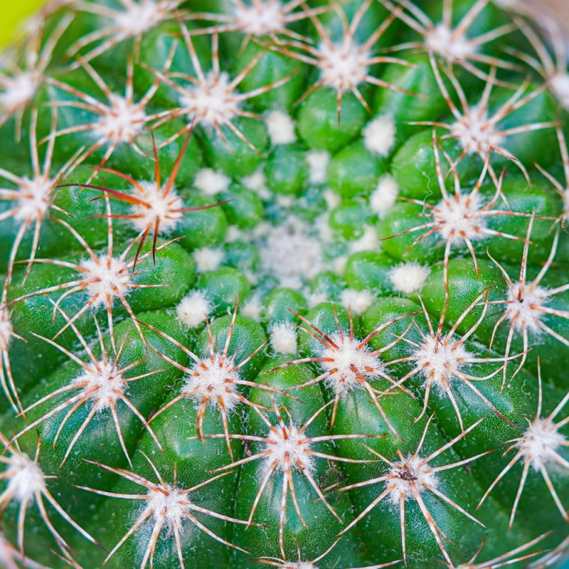 Нотокактус Юбельмана (Notocactus Uebelmaniana) D5см