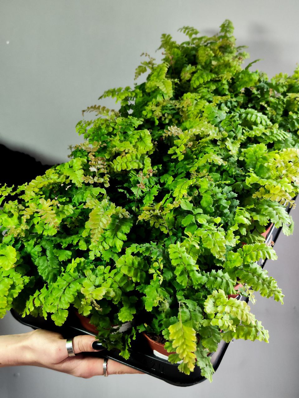 Адиантум Бронз Венус (Adiantum Bronze Venus) D8,5см