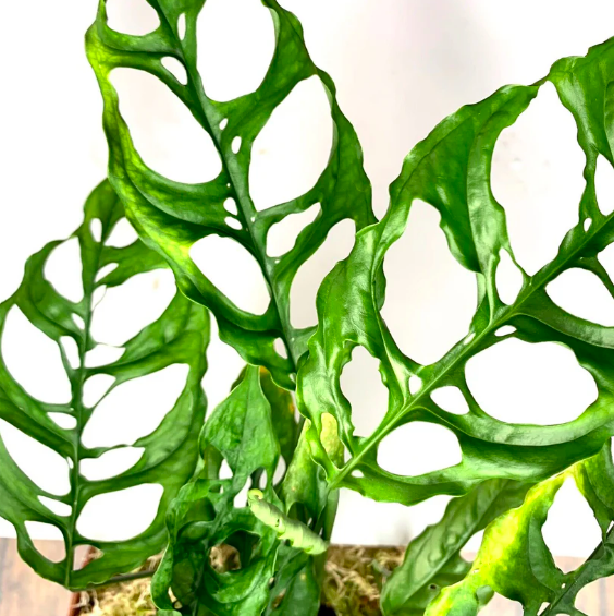 Монстера Обликва Перу (Monstera Obliqua Peru) D6см