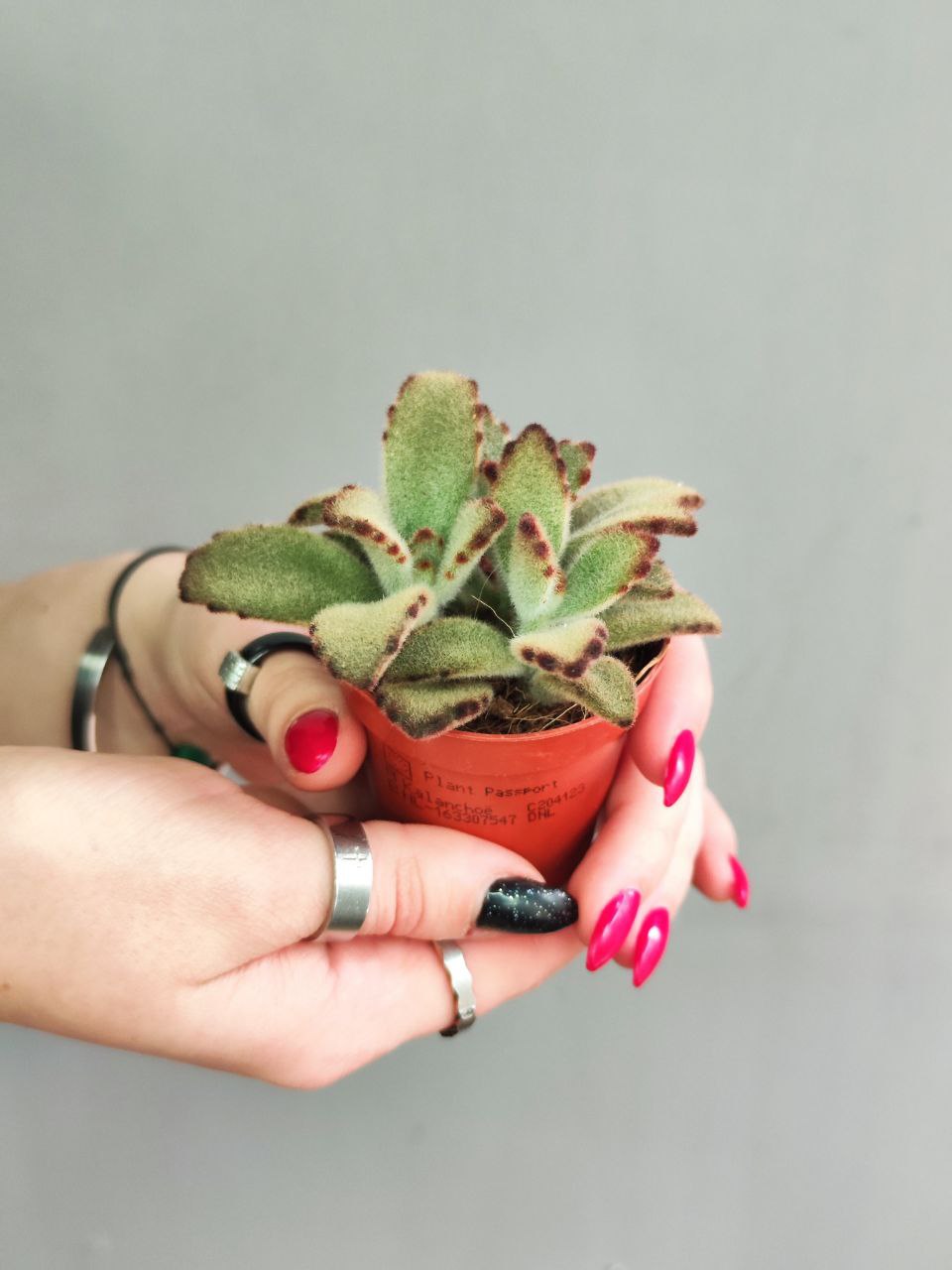 Каланхоэ Томентоза Аида (Kalanchoe Tomentosa Aida) D5см