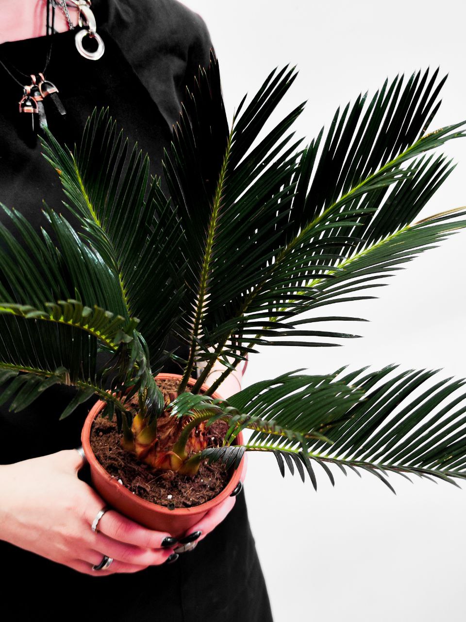 Цикас Революта (Cycas Revoluta) D12см