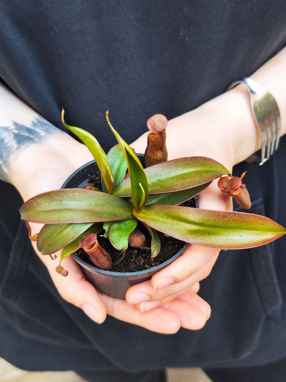 Непентес Сангвинея (Nepenthes Sanguinea) D9см