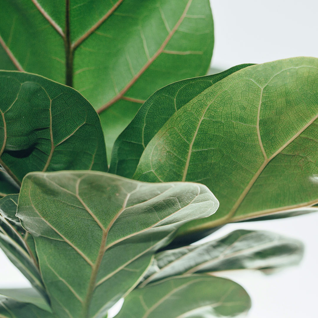 Фикус Лирата Компакта (Ficus Lyrata Compacta) D11см