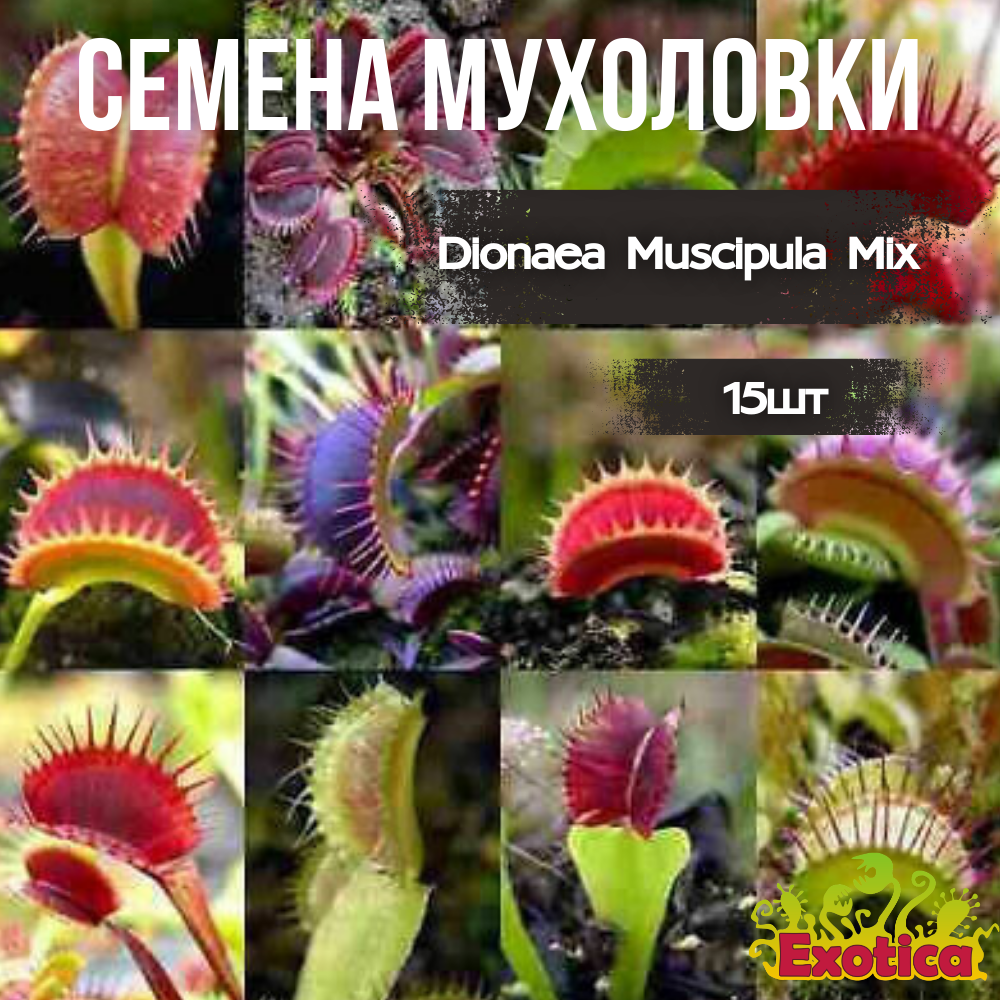 Семена Венериной Мухоловки Микс (Dionaea Muscipula Mix), 10шт