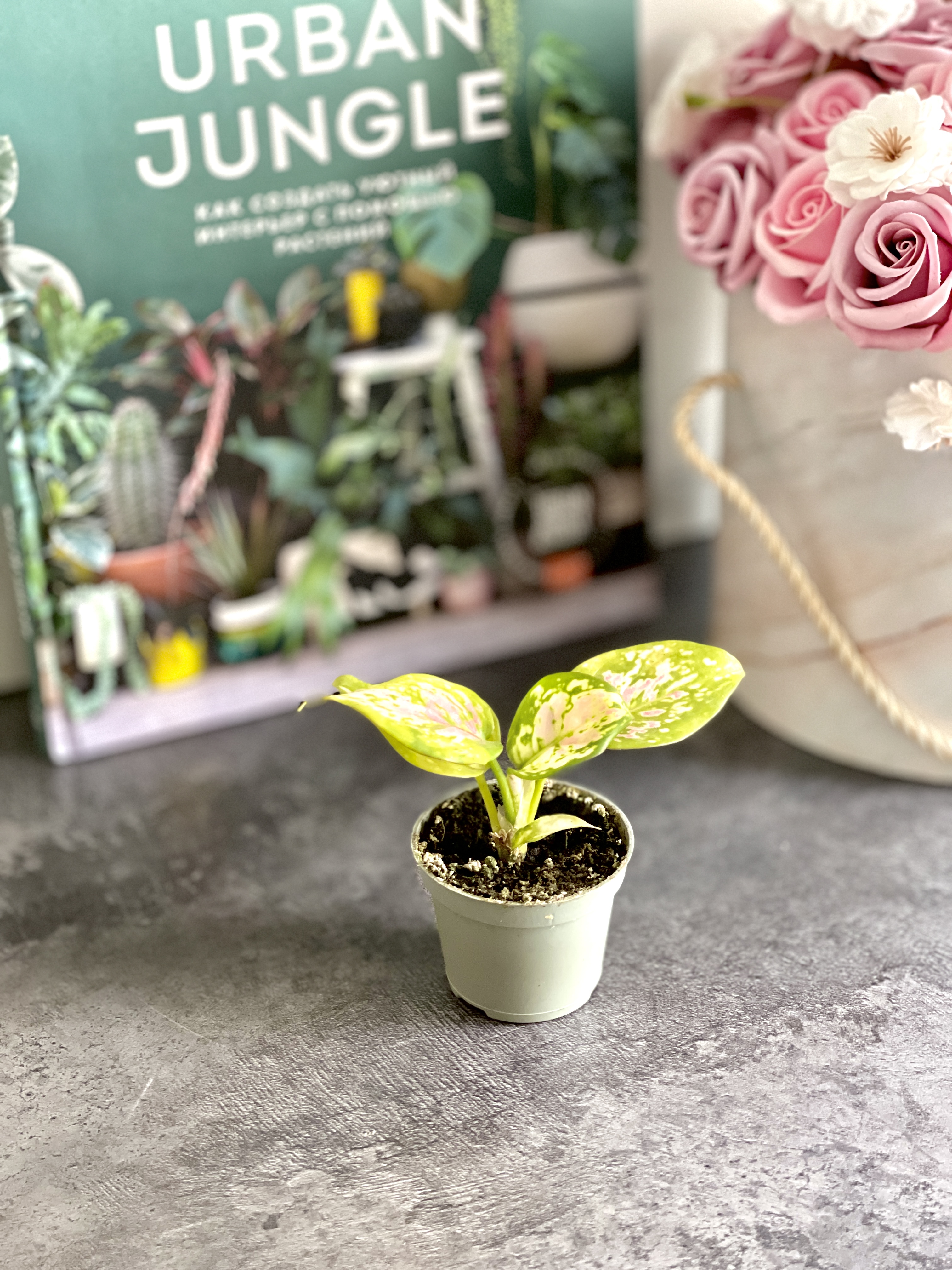 Аглаонема Ред Валентин, или Ред Валентайн (Aglaonema Red Valentine) D6см