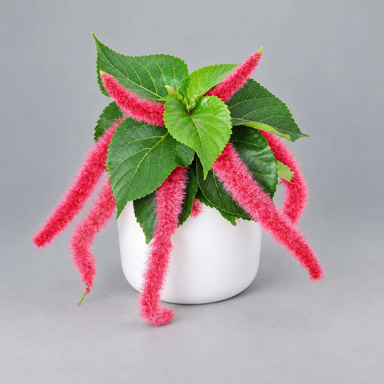 Акалифа Хиспида Щетинистоволосистая (Acalypha Hispida Pink) D12см