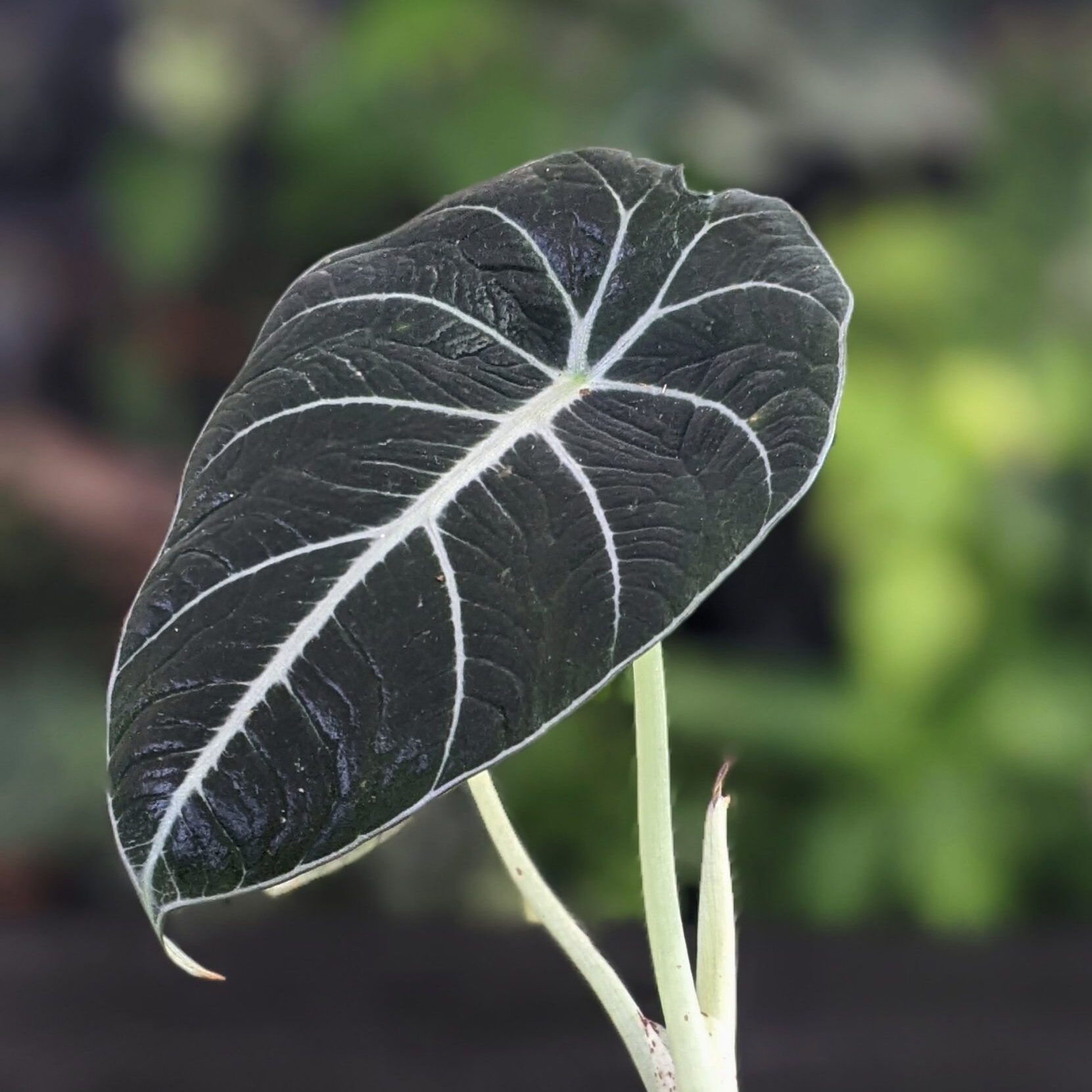 Алоказия Блэк Вельвет, или Черный Бархат (Alocasia Black Velvet) D6см