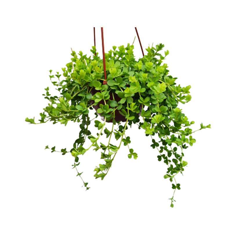 Пеперомия Деппеана (Peperomia Deppeana) D11см