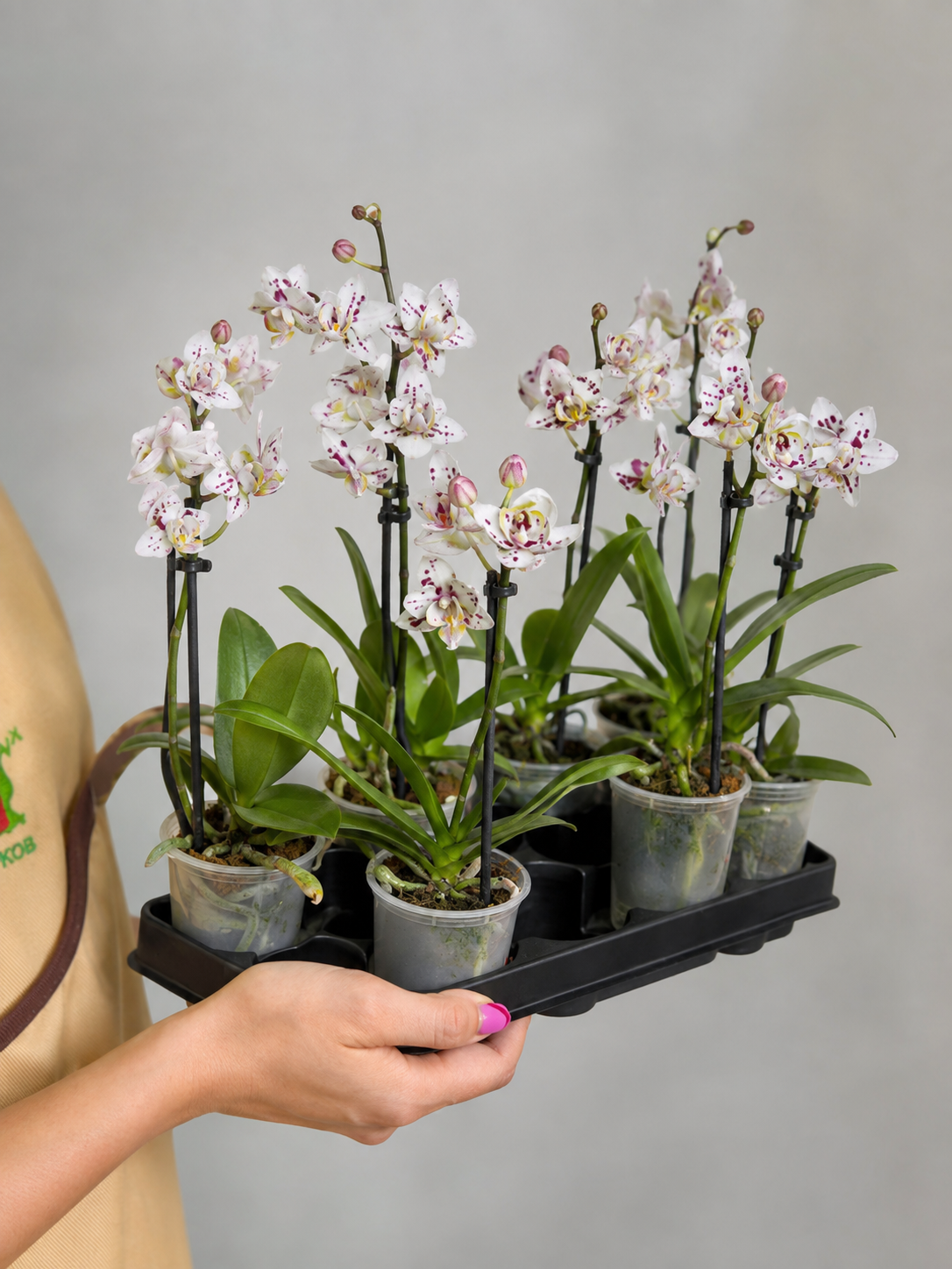 Фаленопсис Келлион (Phalaenopsis Kellion) D6см
