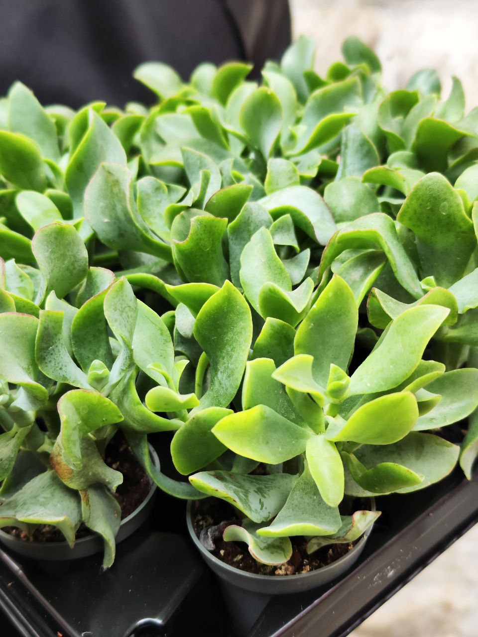 Крассула Древовидная Кудрявая (Crassula Arborescens Curly) D5см