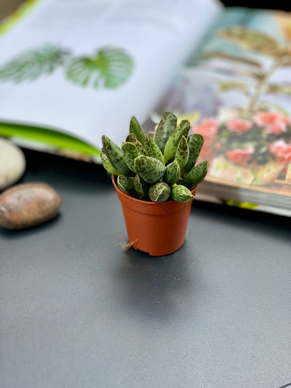 Адромискус Фестивус или Утонченный (Adromischus Festivus) D5см