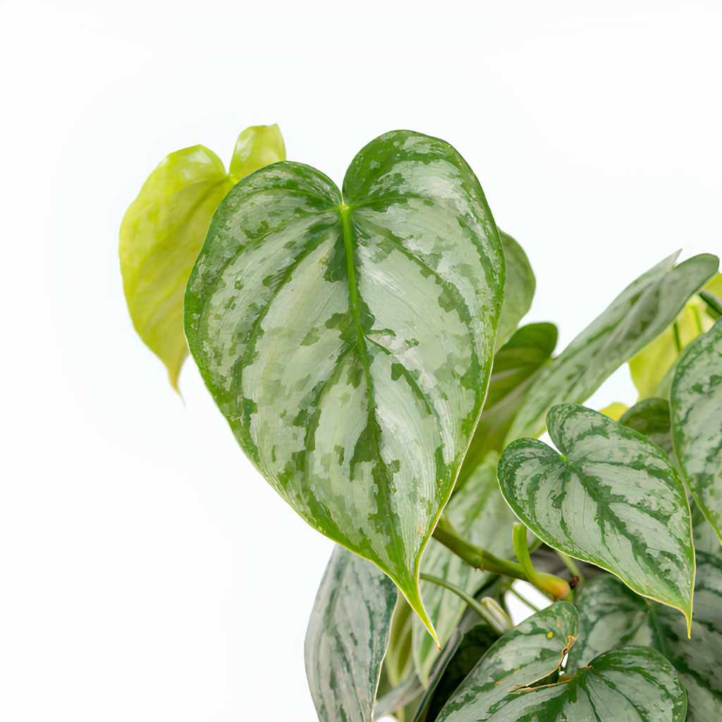Филодендрон Брандтианум (Philodendron Brandtianum) D12см