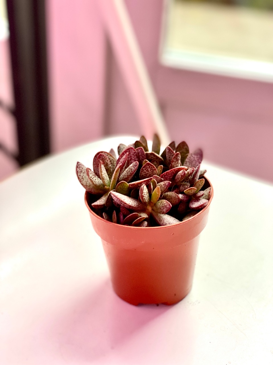 Адромискус Салико Хеартс (Adromischus Calico Hearts) D8,5см