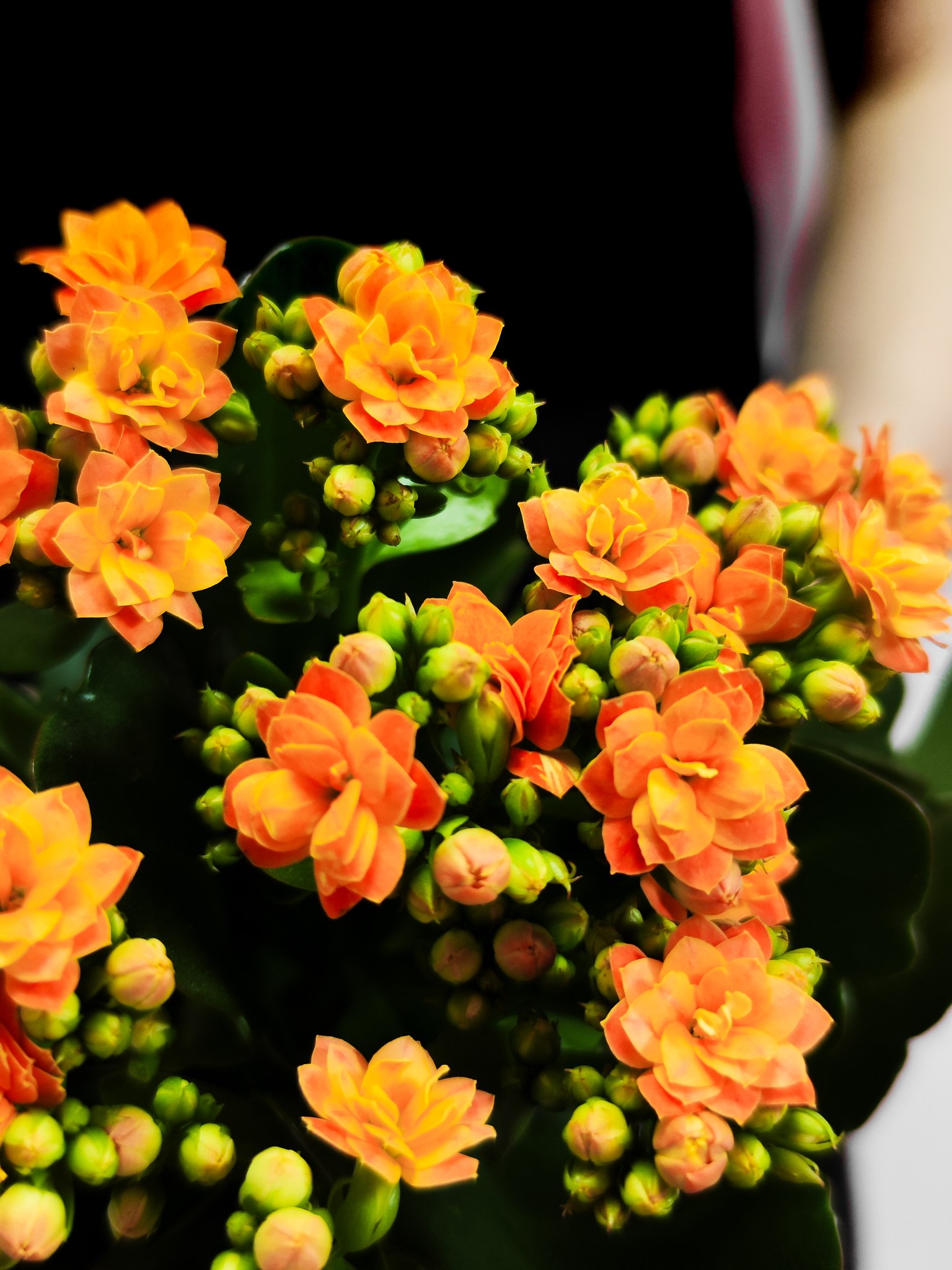 Каланхоэ Розалина Персиковая (Kalanchoe Rosalina Orange) D9см