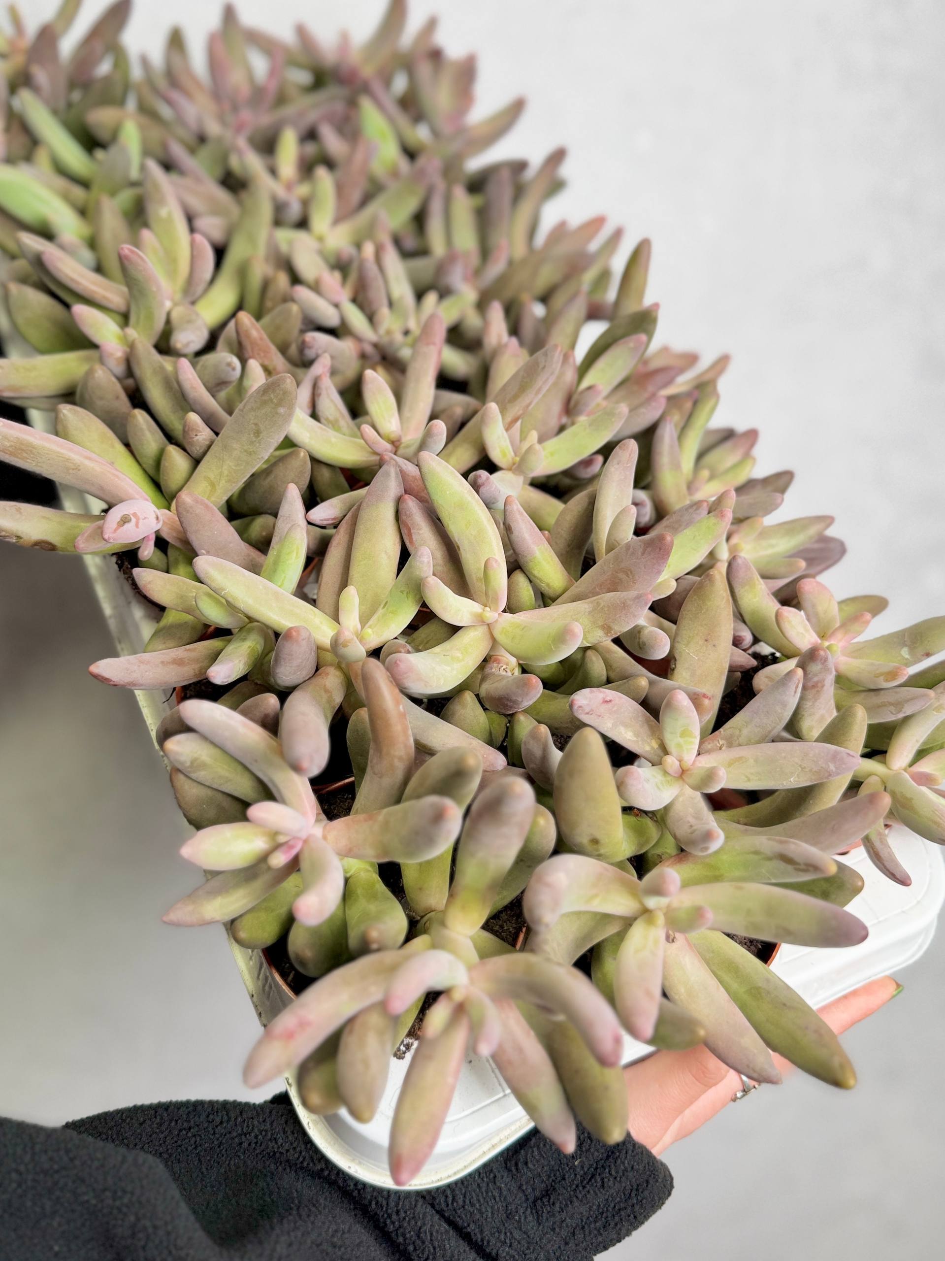 Пахифитум Ганьчжоу (Pachyphytum Ganzhou) D8,5см