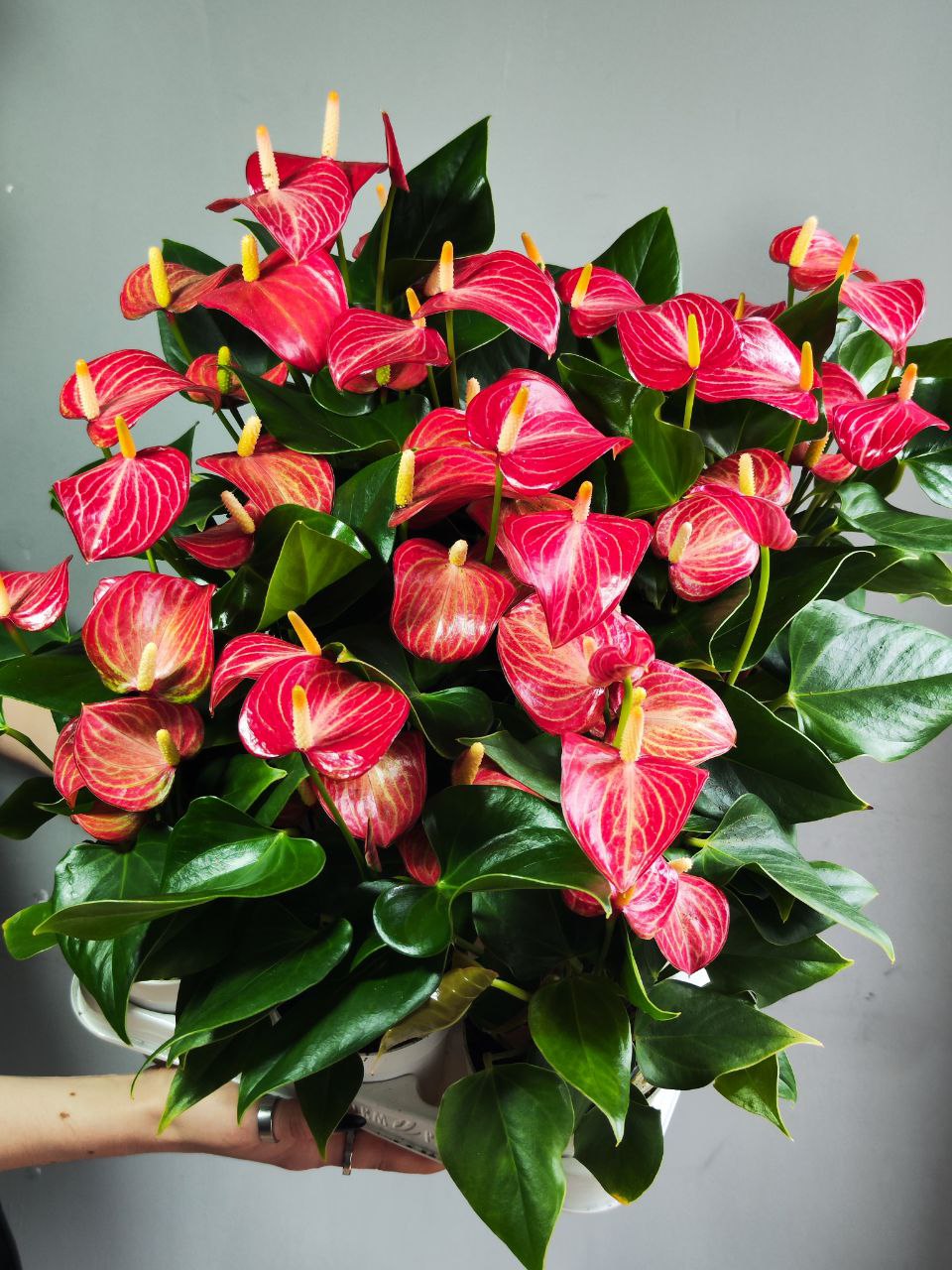 Антуриум Ливиум Ред Микро (Anthurium Livium Red Micro) D9см