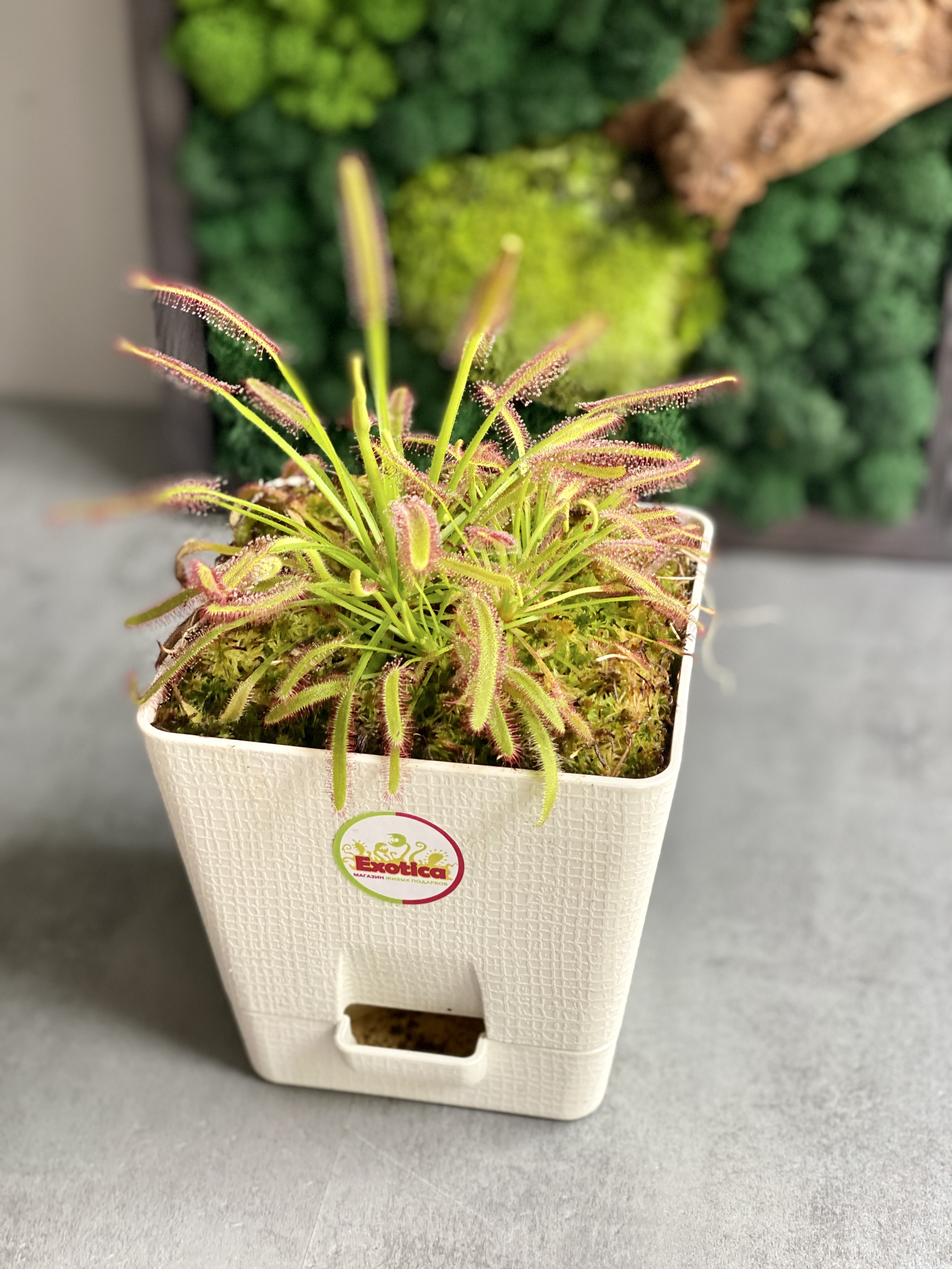 Росянка Капская (Drosera Capensis) пересаженная D12см