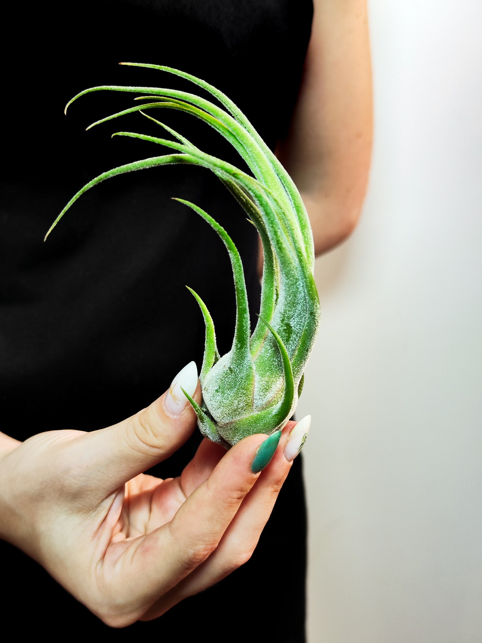 Тилландсия Селериана (Tillandsia Seleriana)