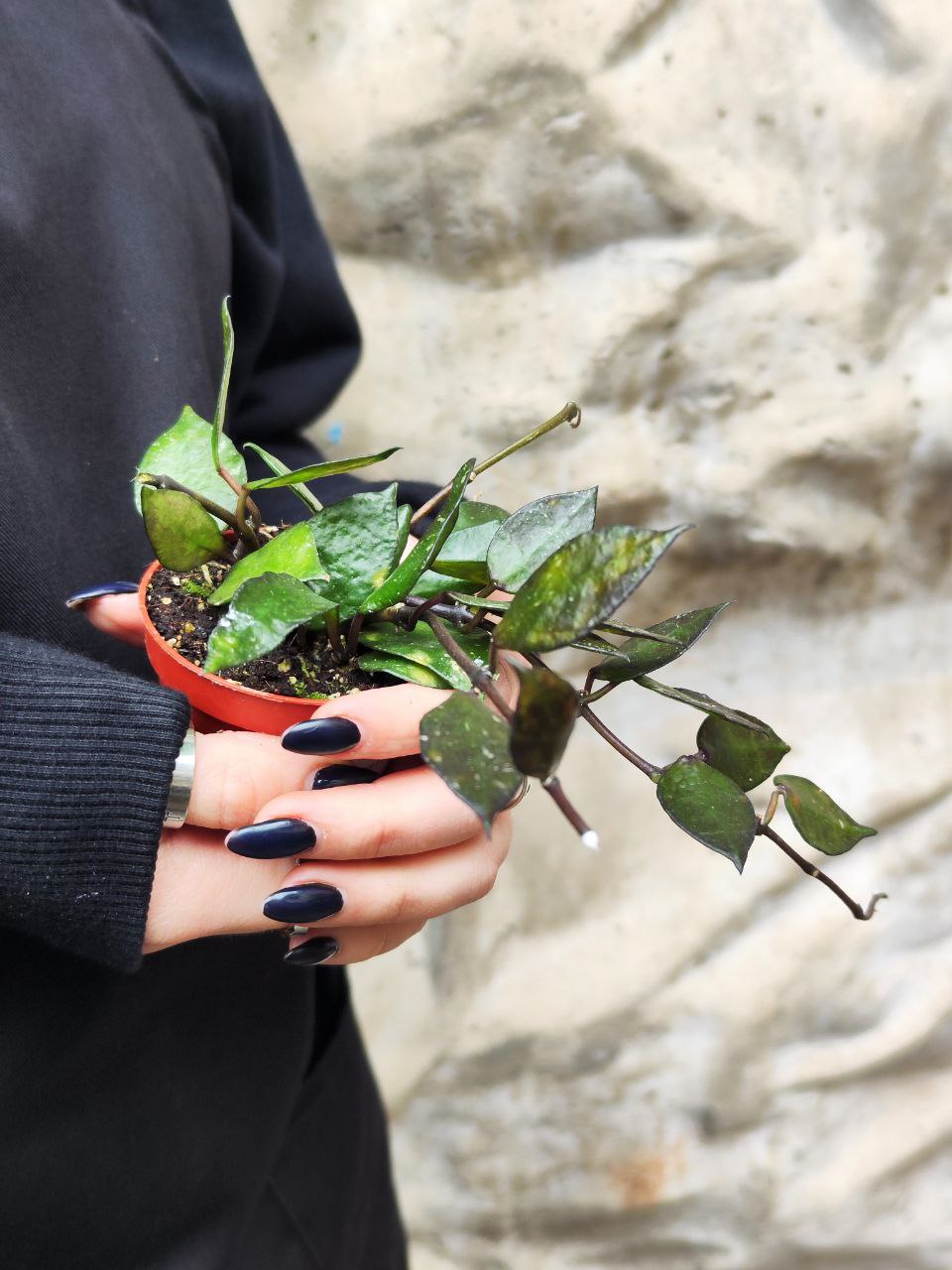 Хойя Крониана Блэк Ливс (Hoya Krohniana Black Leaves) D6см