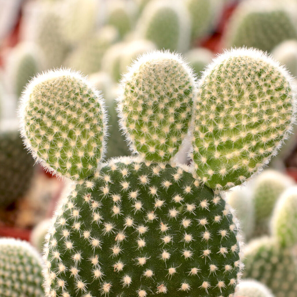 Опунция Микродазис Альба (Opuntia Microdasys Alba) D5см