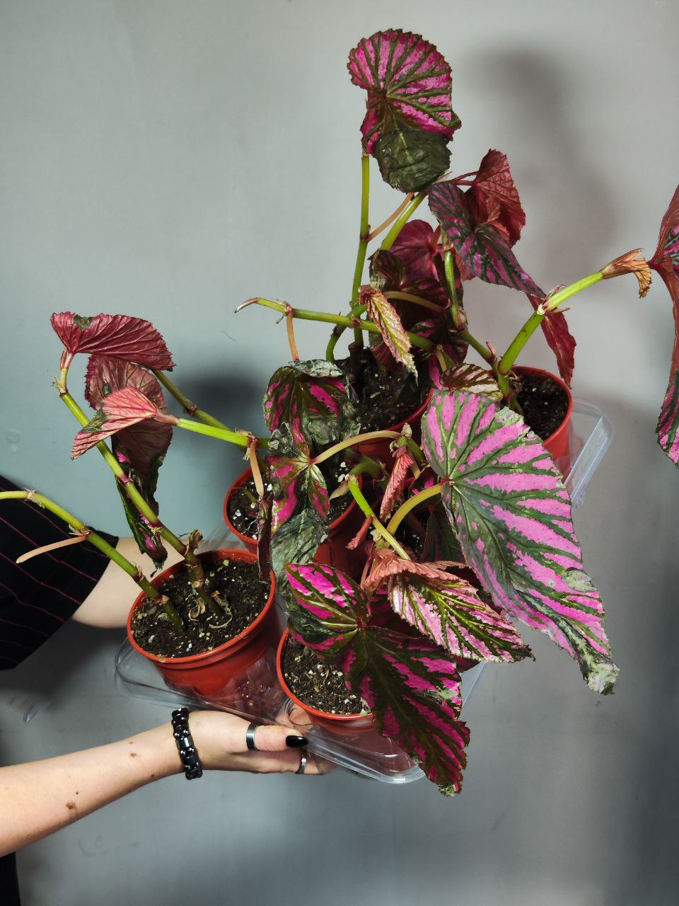 Бегония Бревиримоза Экзотика (Begonia Brevirimosa Exotica) D12см