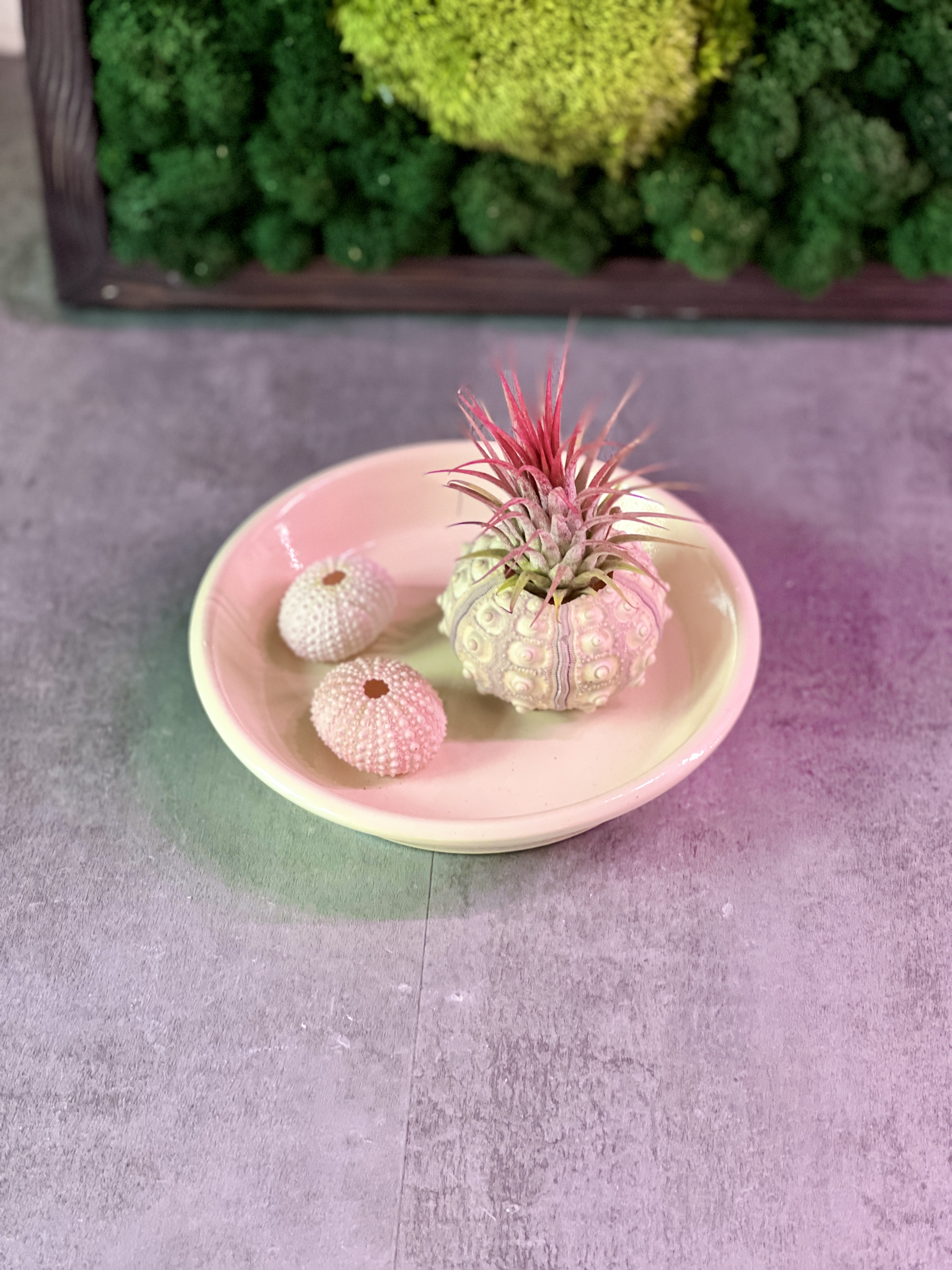 Тилландсия Ионанта Красная (Tillandsia Ionantha Red)