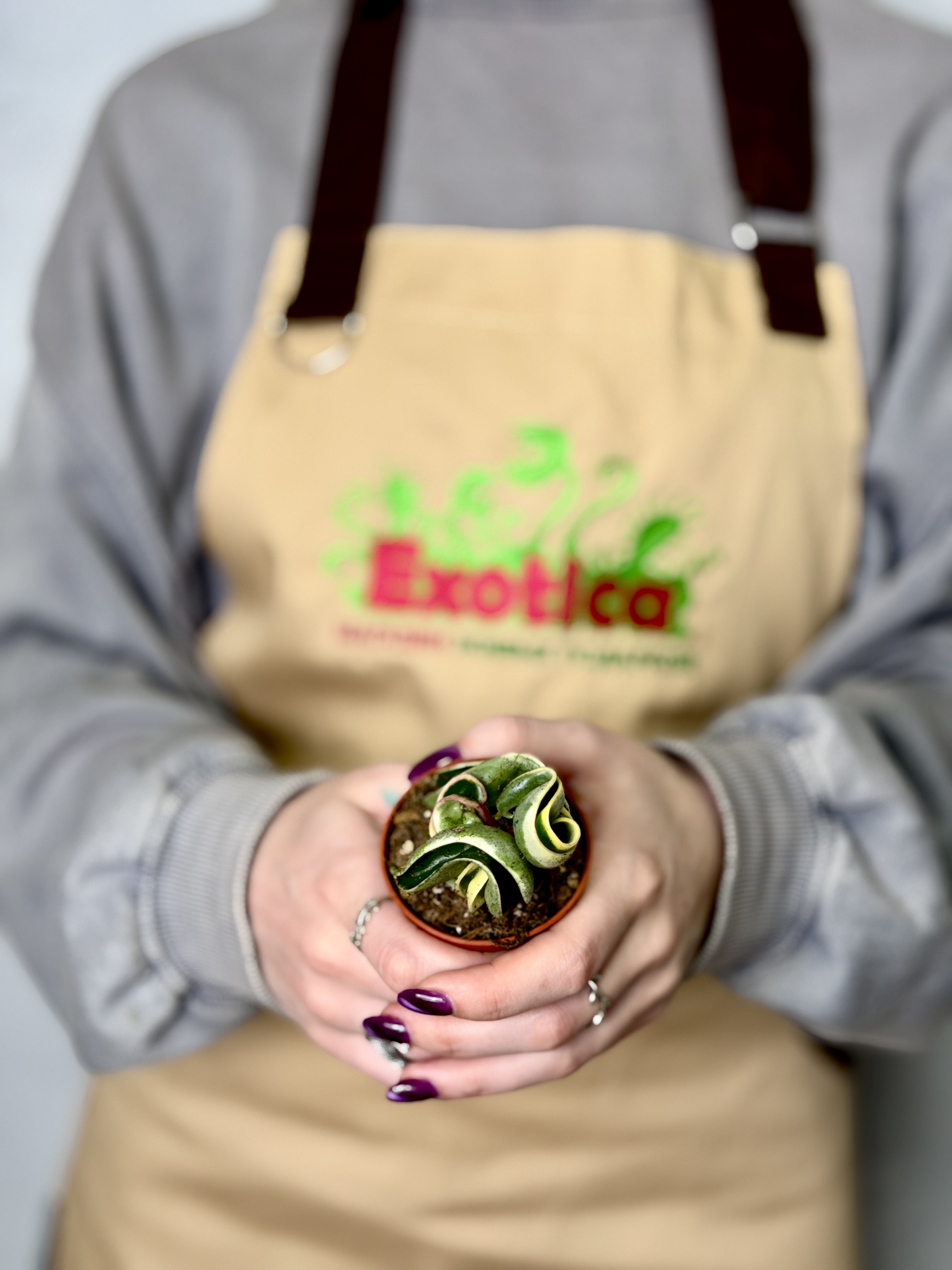Хойя Карноза Компакта Вариегатная (Hoya Carnosa Compacta Variegata) D6см