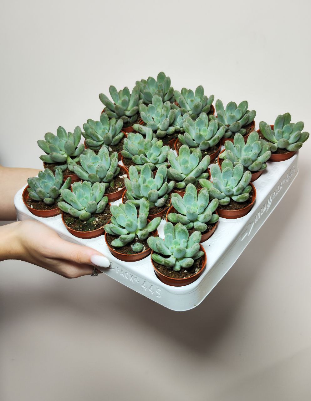 Пахиверия Клавифолия (Pachyveria Clavifolia) D5см