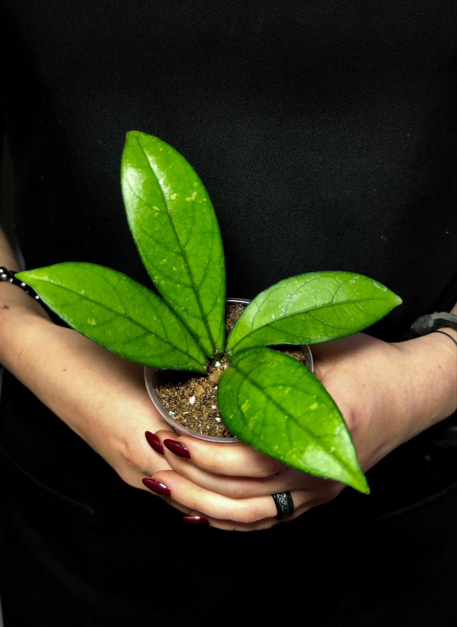 Хойя Крассиопетиолата (Hoya Crassipetiolata) D5см