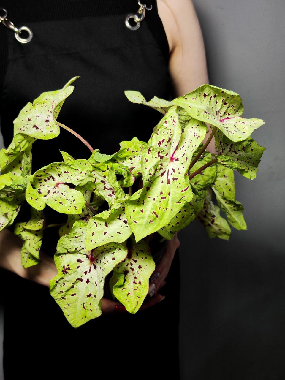 Каладиум Мисс Муффет (Caladium Miss Muffet) D12см