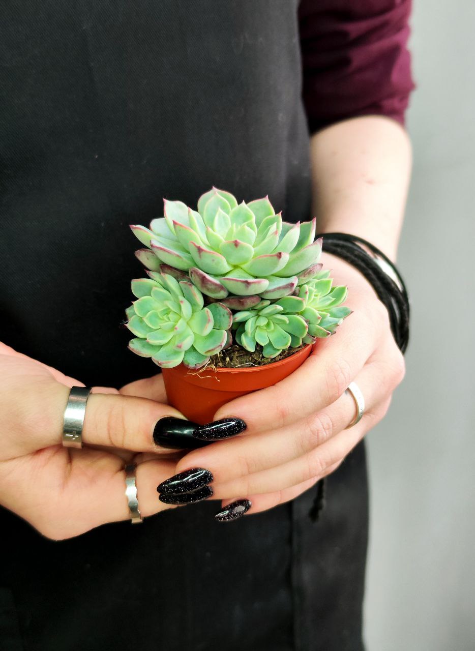 Эхеверия Минима (Echeveria Minima) D5см