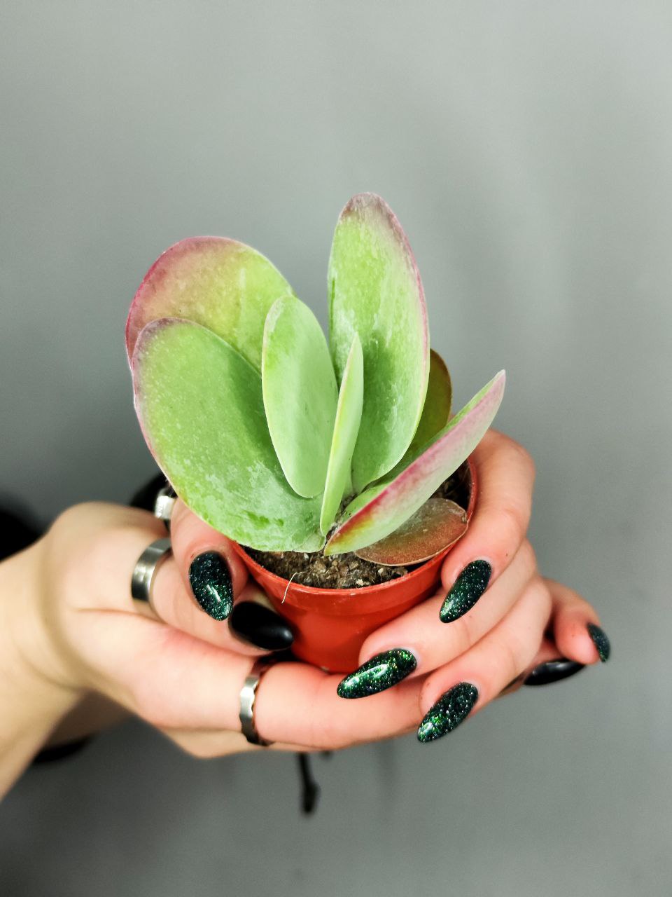Каланхоэ Тирсифлора Ред Липс (Kalanchoe Thyrsiflora Red Lips) D5см