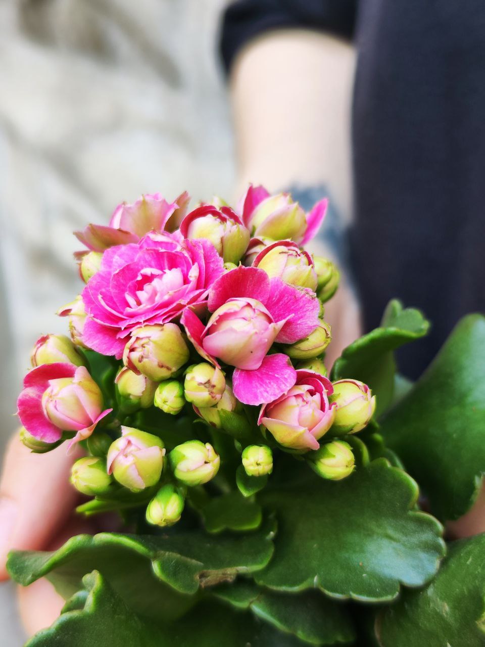 Каланхоэ Розалина Розовая (Kalanchoe Rosalina Pink) D6см