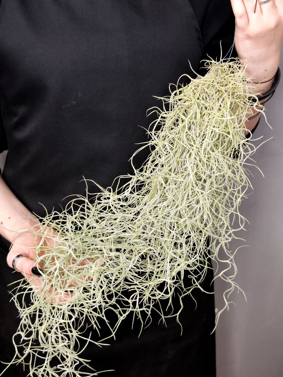 Тилландсия Уснеевидная (Tillandsia Usneoides)