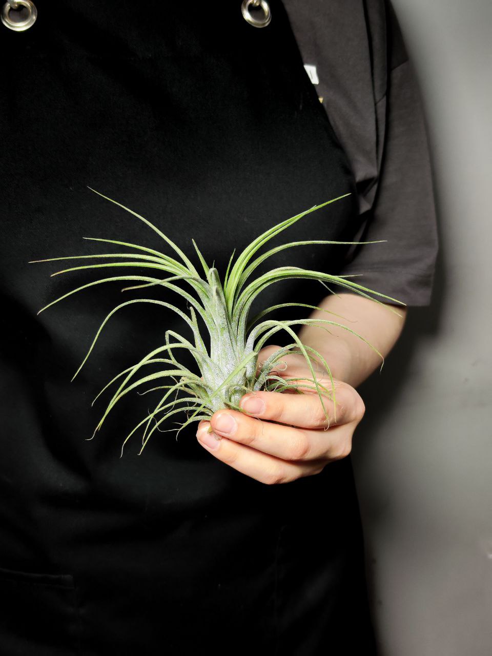 Тилландсия Ионанта Викториана (Tillandsia Ionantha X Brachycalous Victoriana)
