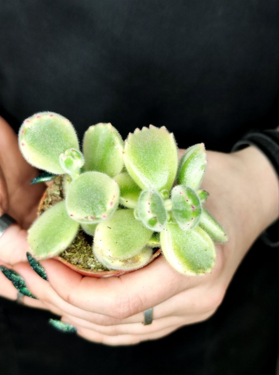 Котиледон Томентоза Леди Смит Вариегатный (Cotyledon Tomentosa Subsp. Ladismithiensis) D5см