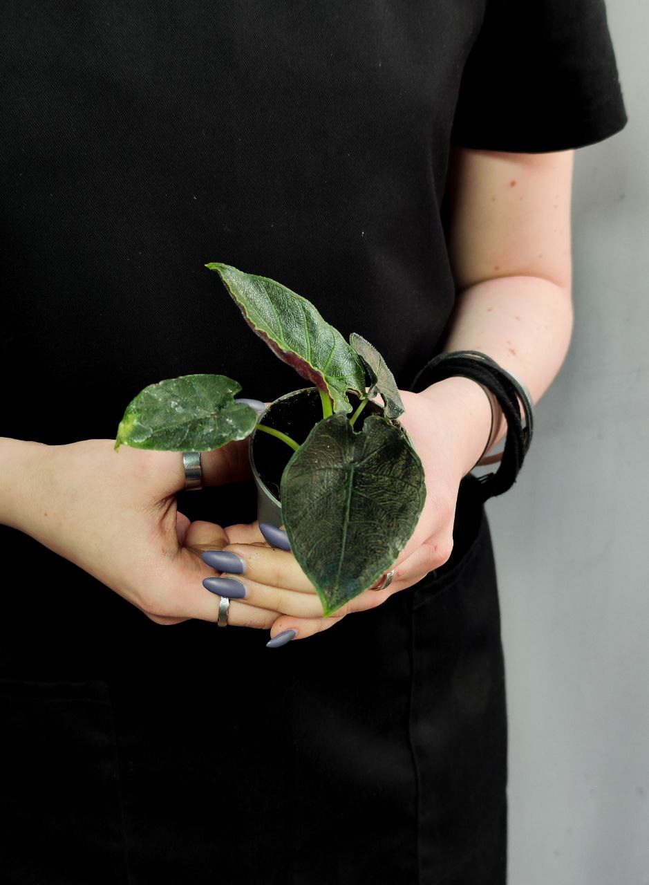 Алоказия Анторо Вельвет (Alocasia Antoro Velvet) D6см