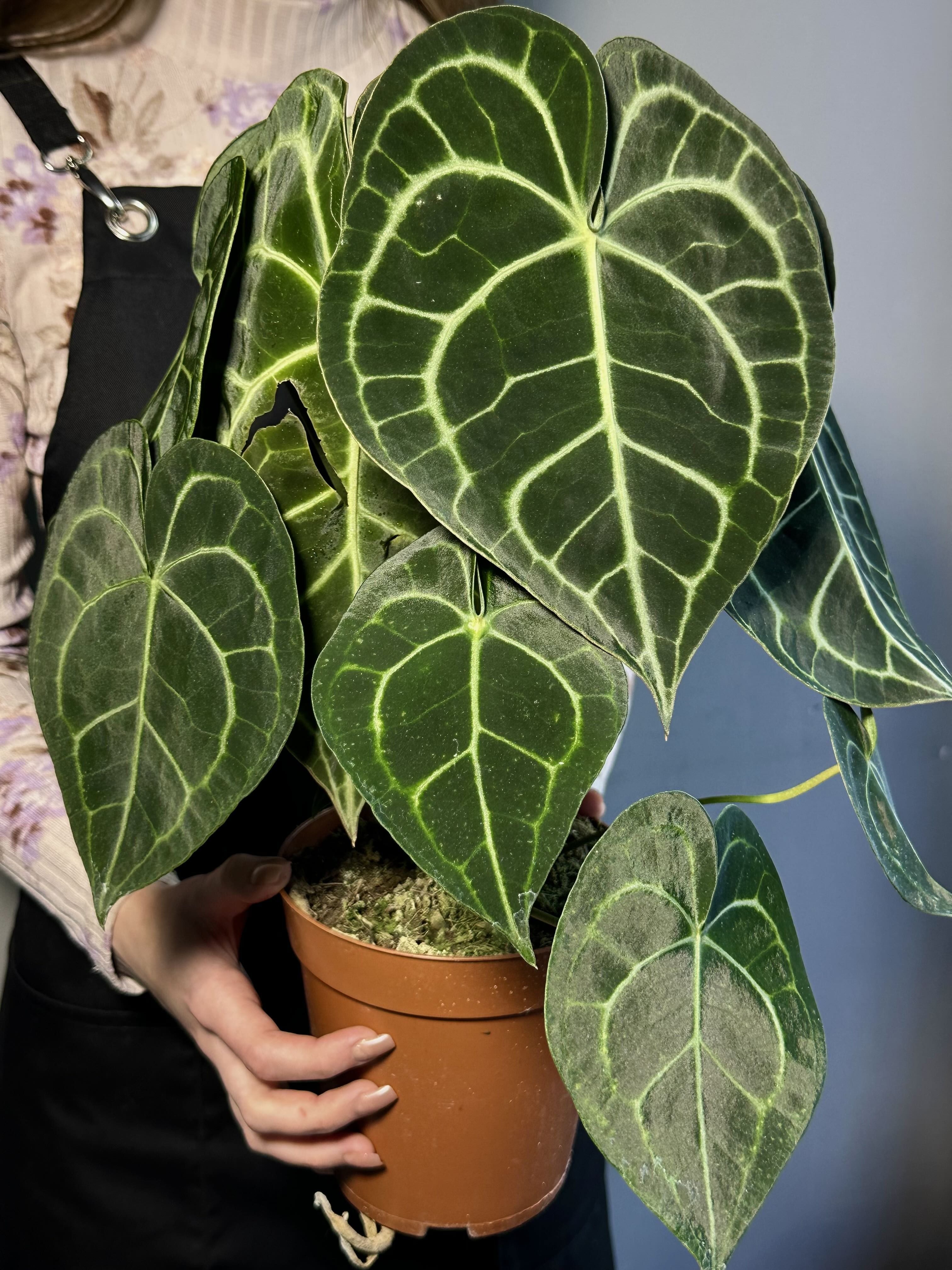 Антуриум Кларинервиум (Anthurium Clarinervium) D12см