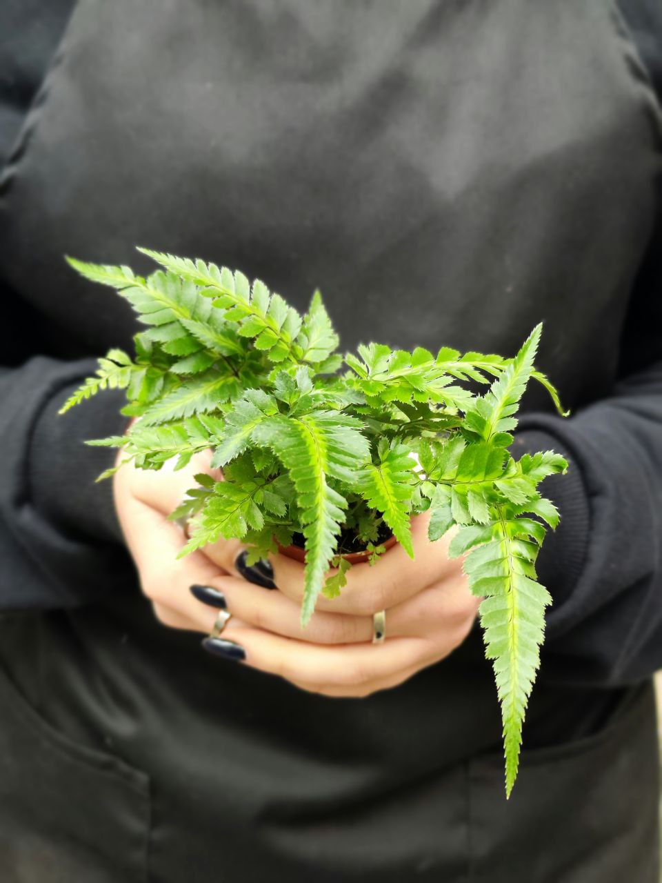 Румора Адиантиформис Вариегата (Rumohra Adiantiformis Variegata) D5см