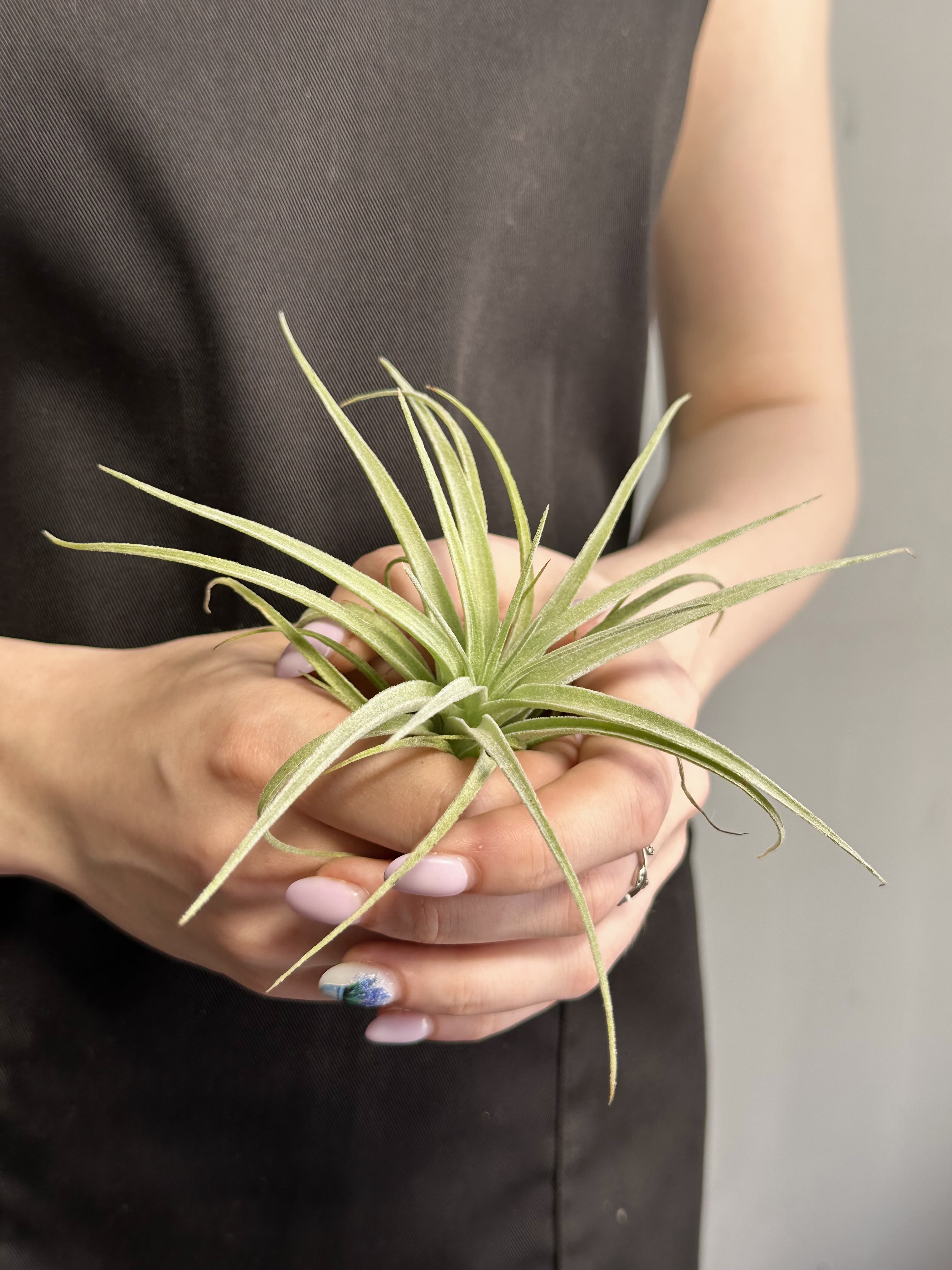 Тилландсия Полиана (Tillandsia Pohliana)
