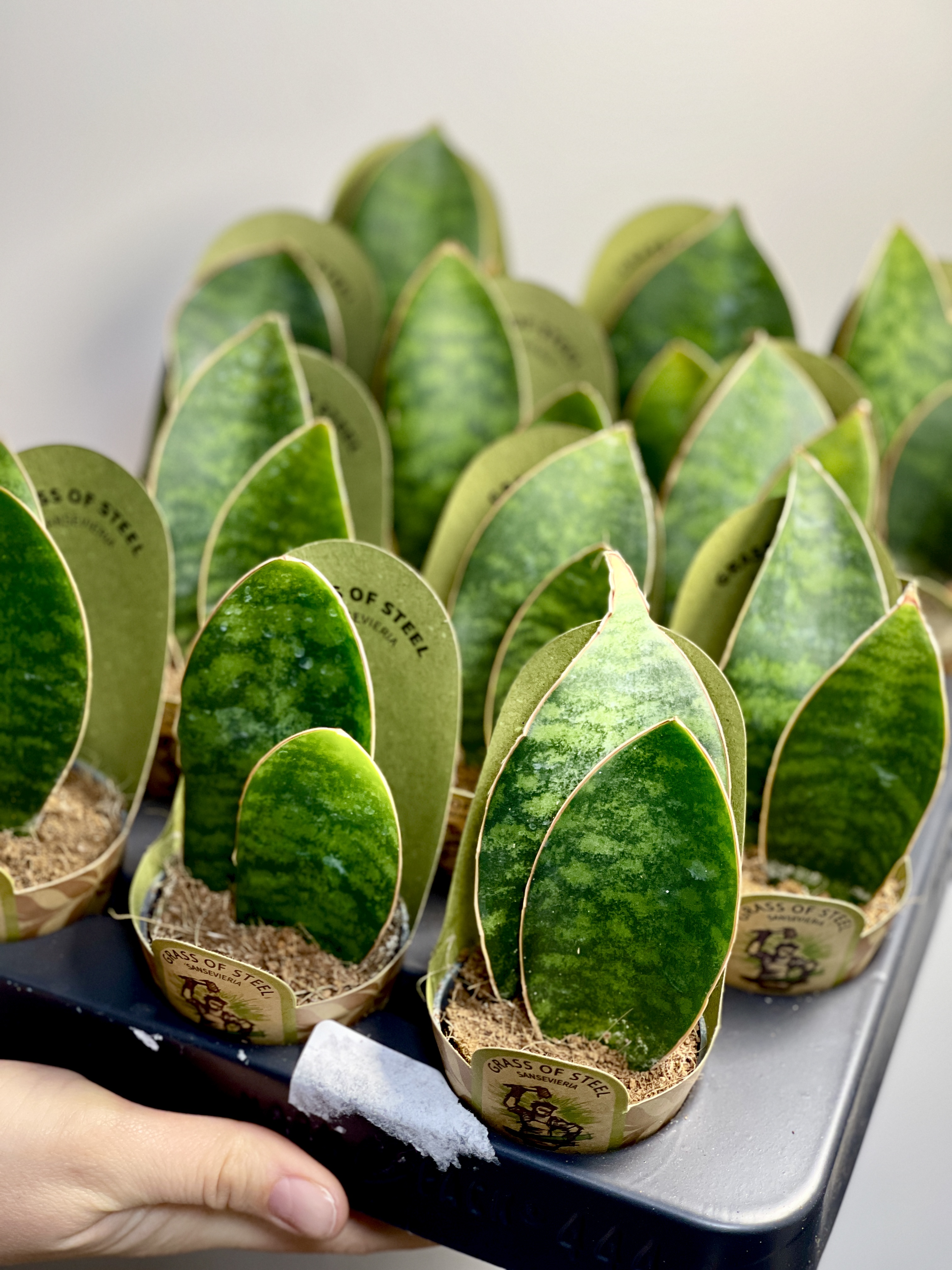 Сансевиерия Масониана Дабл (Sansevieria Masoniana Double) D6см