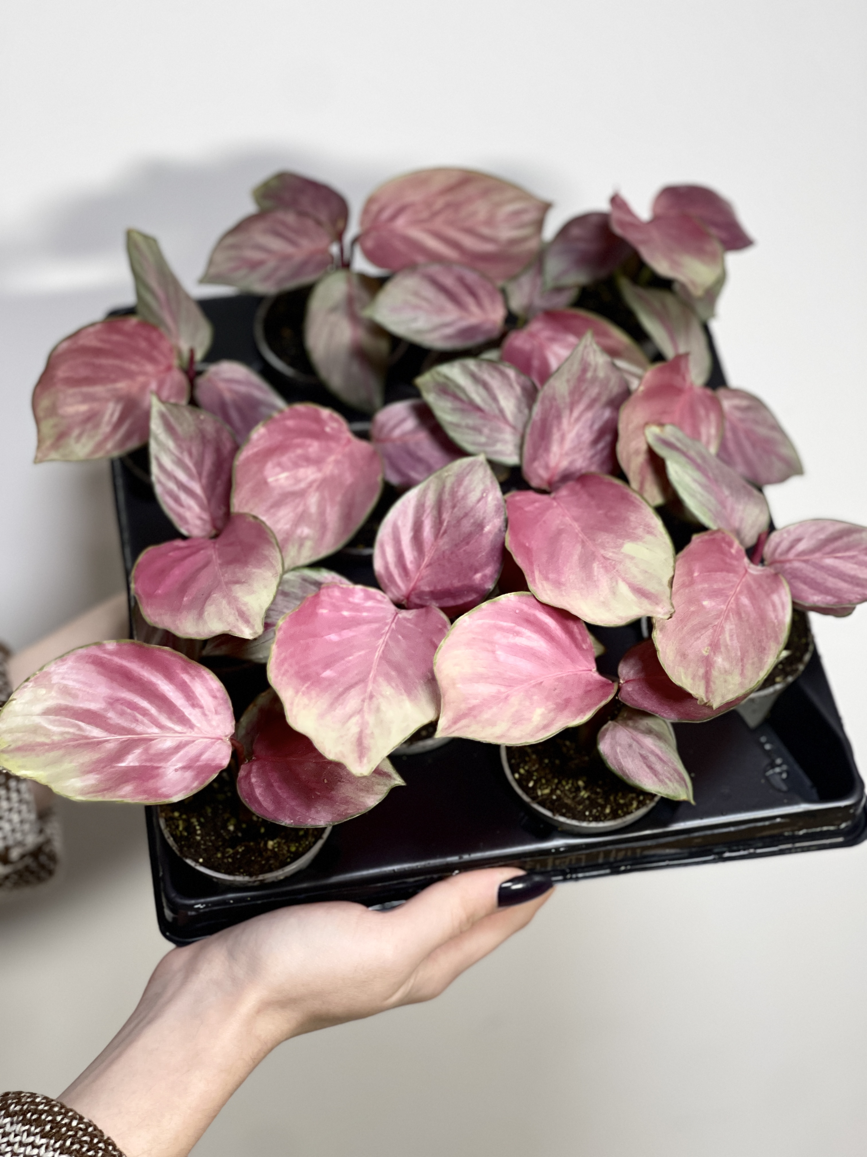 Калатея Сильвер Плейт (Calathea Silver Plate) D6см