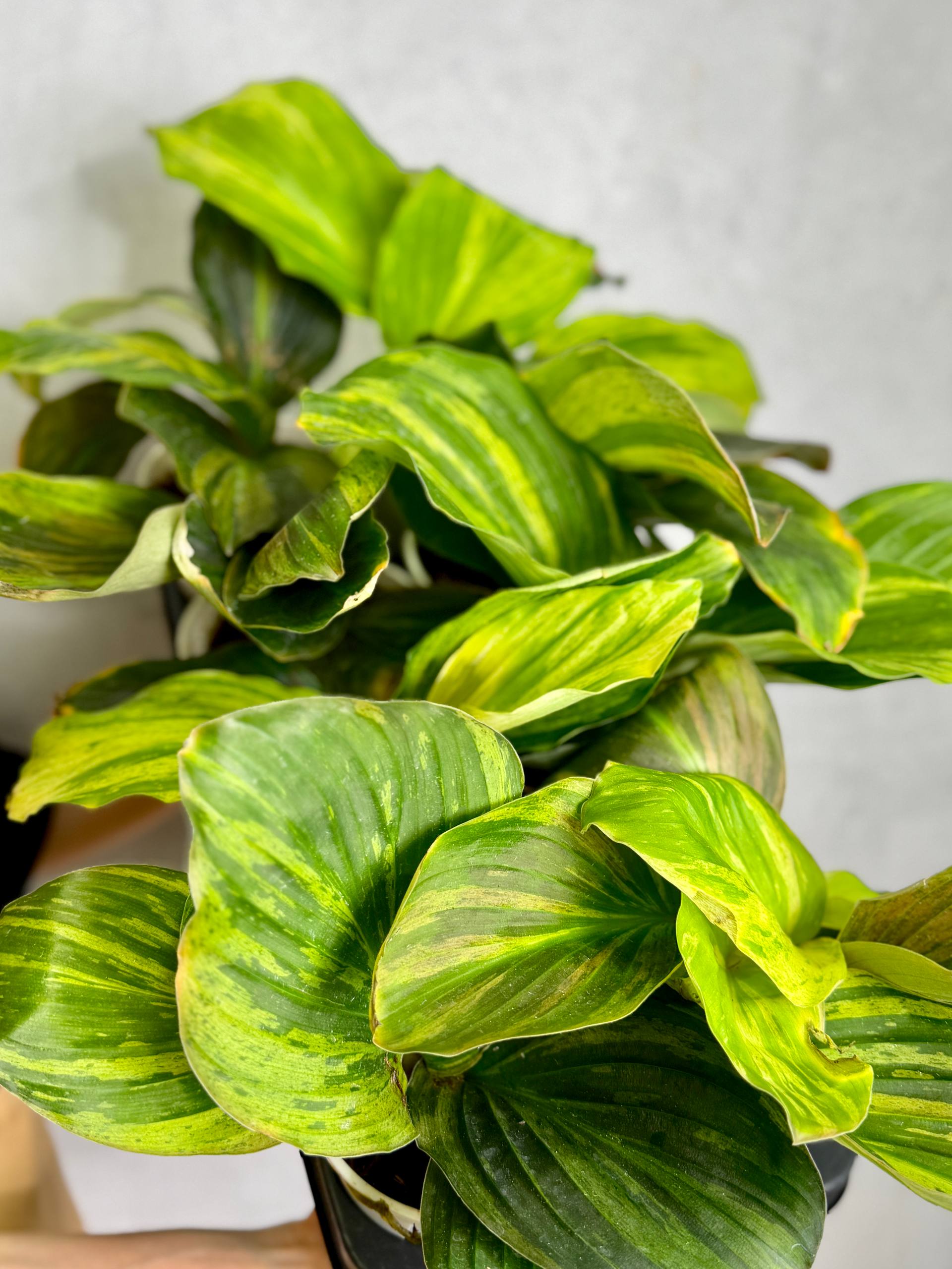 Кемпферия Гибридная Вариегатная (Kaempferia Hydrid Variegated) D13см