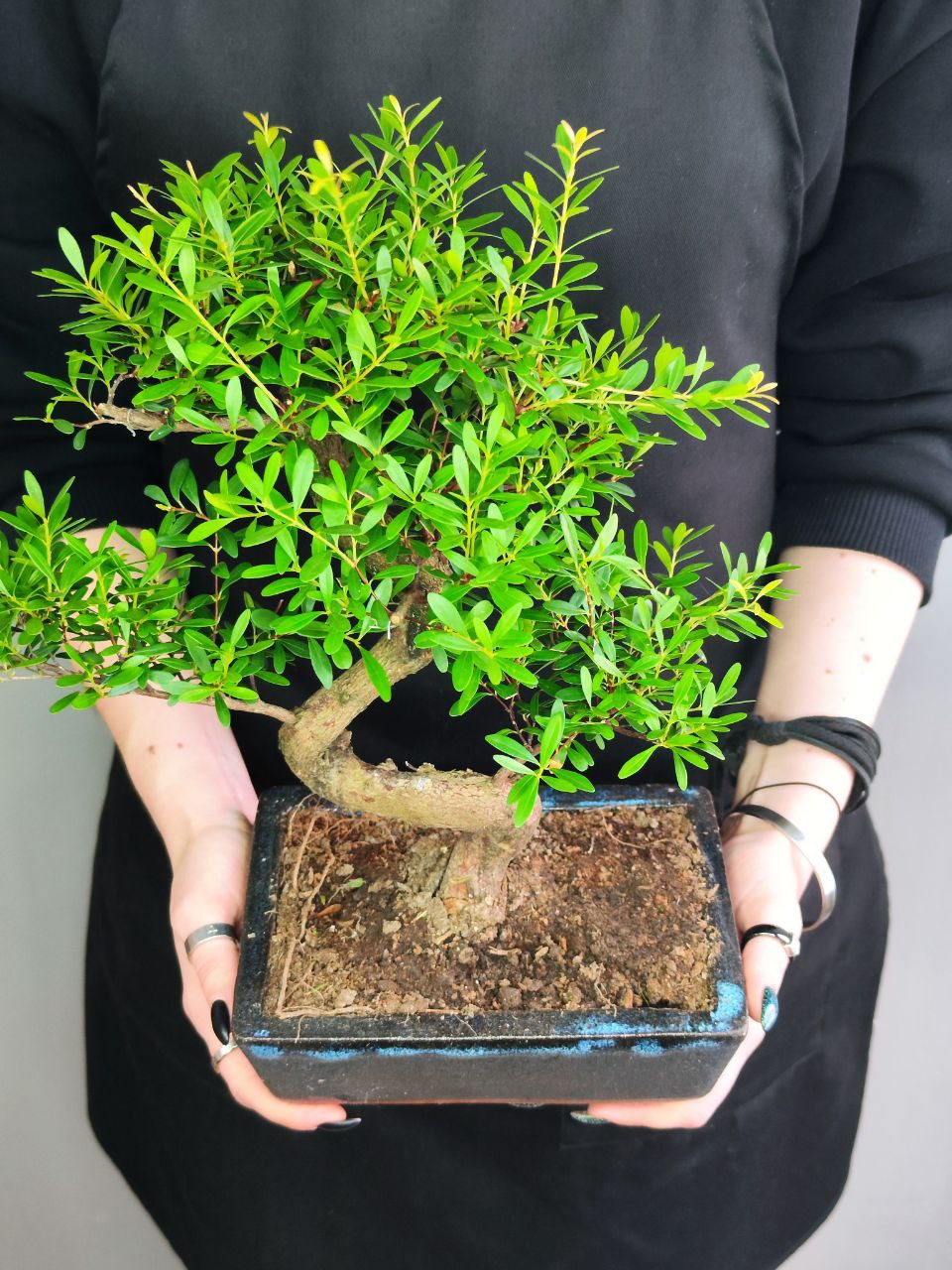 Бонсай Мирт (Bonsai Myrtus)