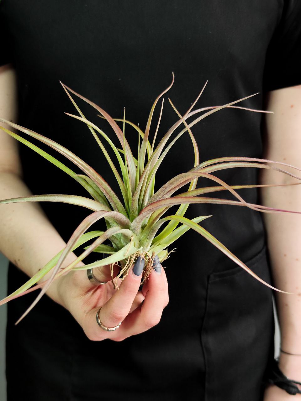 Тилландсия Мэджик  (Tillandsia Magic)