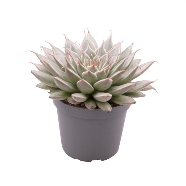 Граптопеталум Филиферум (Graptopetalum Feliferum) D5см
