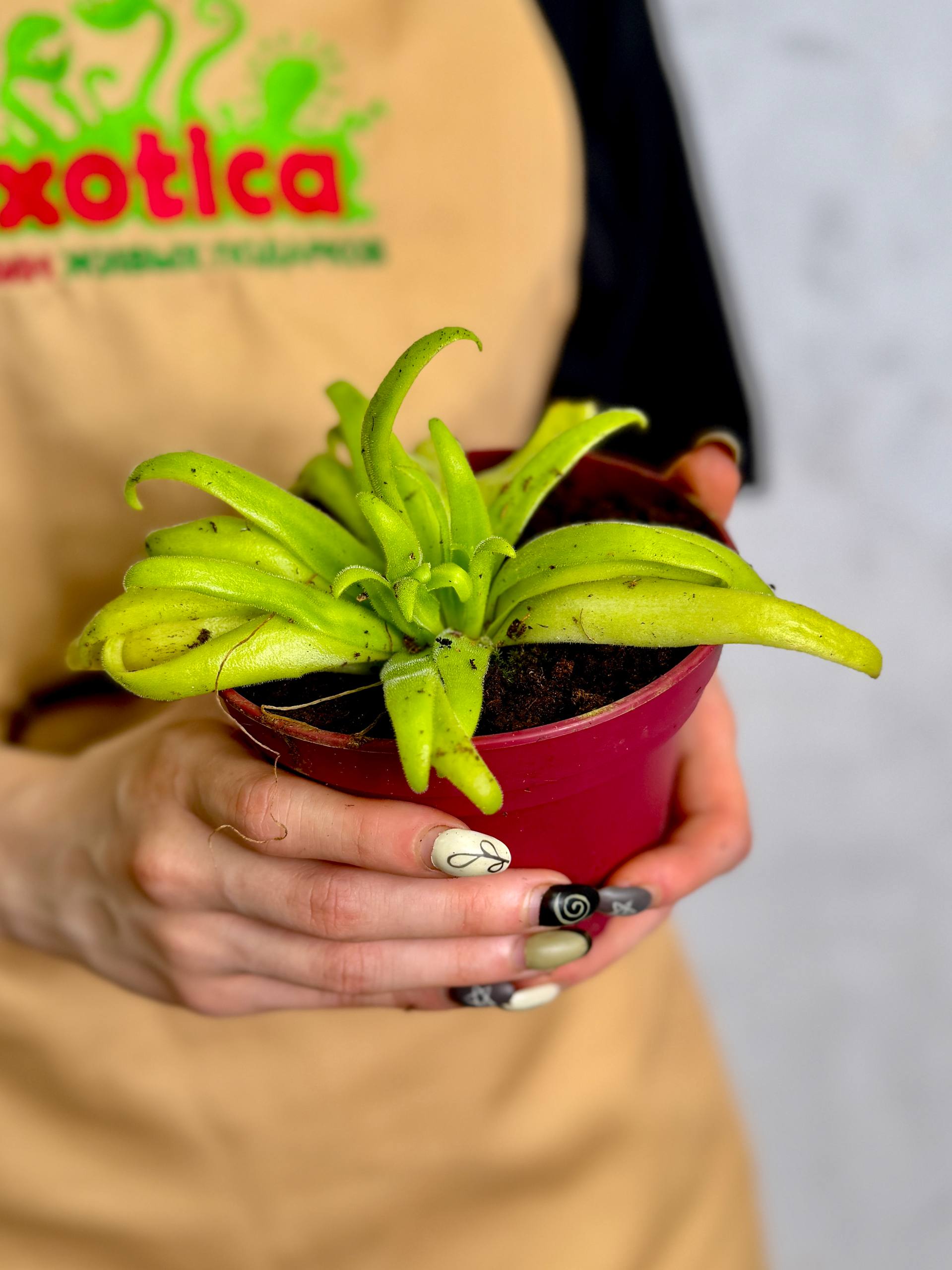 Жирянка Мостезума Гигантеа (Pinguicula Moctezumae x Gigantea) D12см